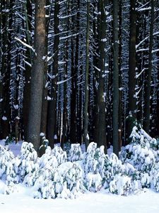 Preview wallpaper wood, trees, trunks, bushes, snowdrifts