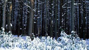 Preview wallpaper wood, trees, trunks, bushes, snowdrifts