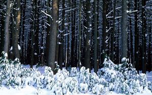 Preview wallpaper wood, trees, trunks, bushes, snowdrifts