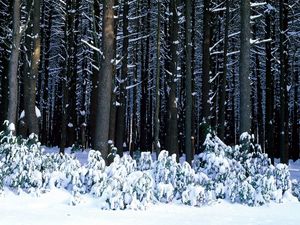Preview wallpaper wood, trees, trunks, bushes, snowdrifts
