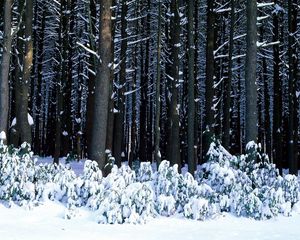 Preview wallpaper wood, trees, trunks, bushes, snowdrifts