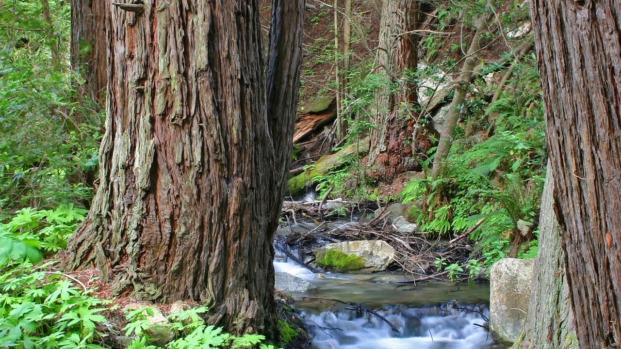 Wallpaper wood, trees, trunks, stream, water