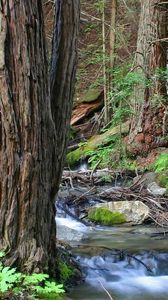 Preview wallpaper wood, trees, trunks, stream, water