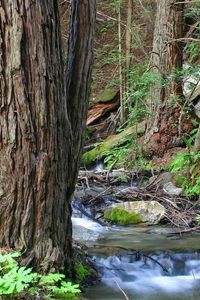 Preview wallpaper wood, trees, trunks, stream, water