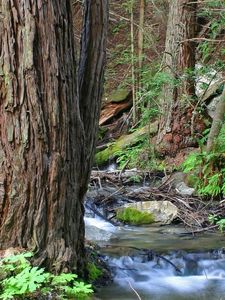 Preview wallpaper wood, trees, trunks, stream, water