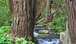 Preview wallpaper wood, trees, trunks, stream, water