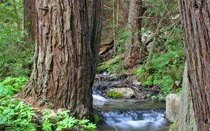 Preview wallpaper wood, trees, trunks, stream, water