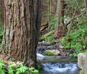 Preview wallpaper wood, trees, trunks, stream, water