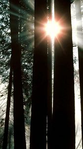 Preview wallpaper wood, trees, trunks, sun rays, light