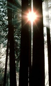 Preview wallpaper wood, trees, trunks, sun rays, light