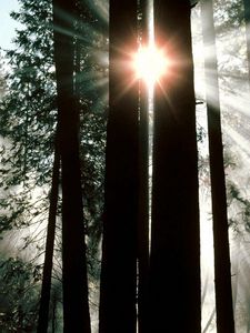 Preview wallpaper wood, trees, trunks, sun rays, light