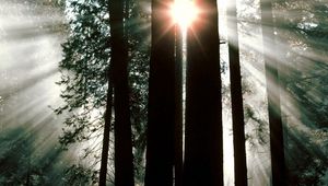 Preview wallpaper wood, trees, trunks, sun rays, light