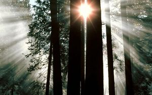 Preview wallpaper wood, trees, trunks, sun rays, light