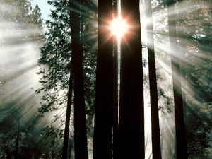 Preview wallpaper wood, trees, trunks, sun rays, light