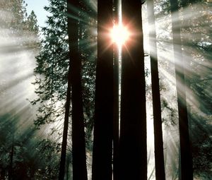 Preview wallpaper wood, trees, trunks, sun rays, light