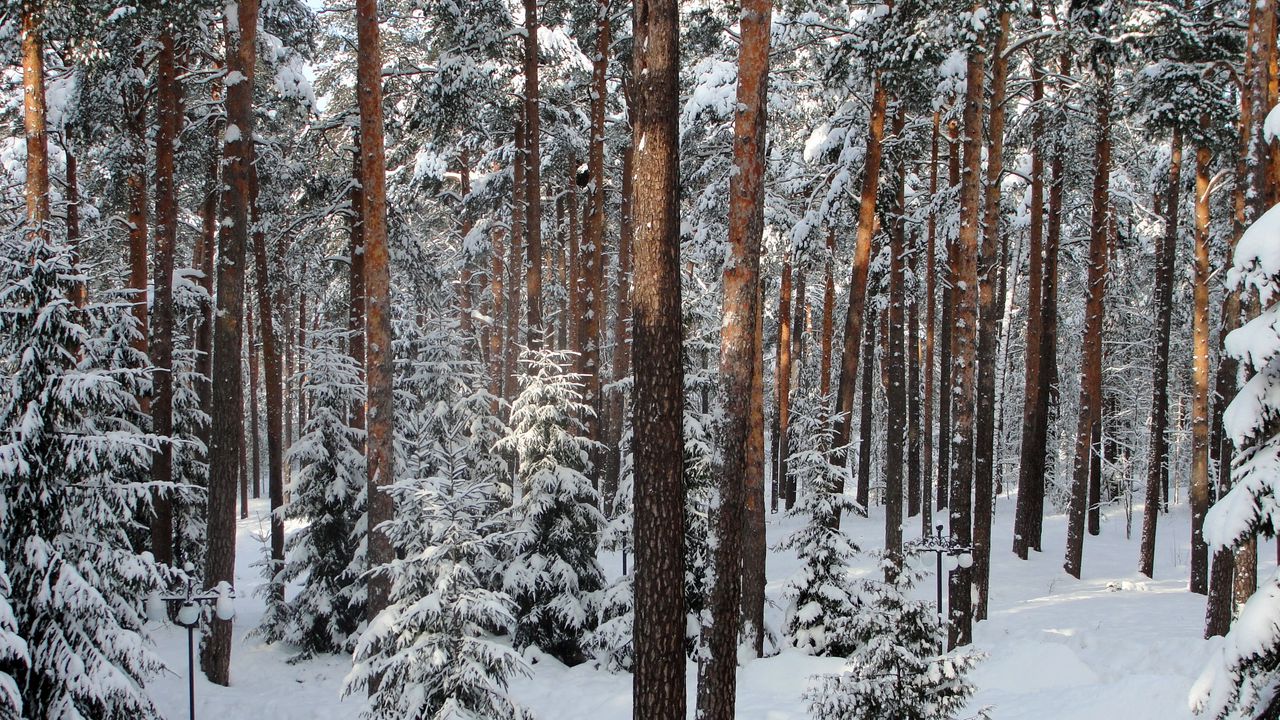 Wallpaper wood, trees, winter, st petersburg, pavlovsk