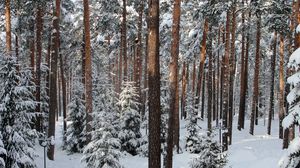Preview wallpaper wood, trees, winter, st petersburg, pavlovsk