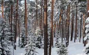 Preview wallpaper wood, trees, winter, st petersburg, pavlovsk