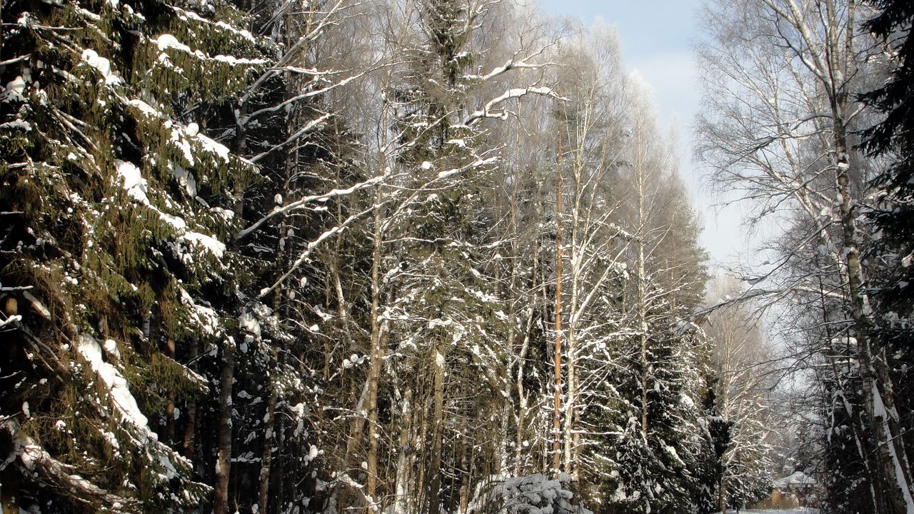 Wallpaper wood, trees, winter, st petersburg, pavlovsk, expensive