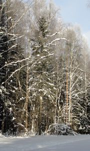 Preview wallpaper wood, trees, winter, st petersburg, pavlovsk, expensive