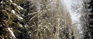 Preview wallpaper wood, trees, winter, st petersburg, pavlovsk, expensive