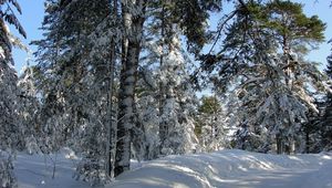 Preview wallpaper wood, trees, winter, st petersburg, road, shadows