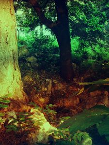 Preview wallpaper wood, trunk, vegetation, circle, colors, paints, shades, modulations