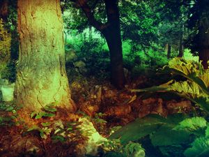 Preview wallpaper wood, trunk, vegetation, circle, colors, paints, shades, modulations