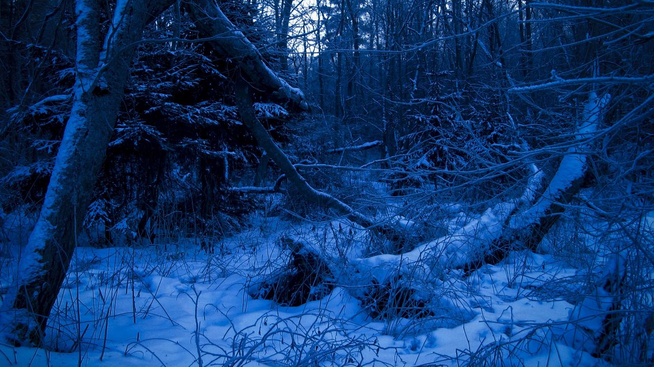 Wallpaper wood, twilight, evening, trees, snow