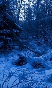 Preview wallpaper wood, twilight, evening, trees, snow