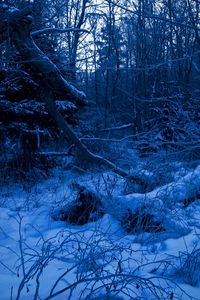 Preview wallpaper wood, twilight, evening, trees, snow