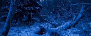 Preview wallpaper wood, twilight, evening, trees, snow