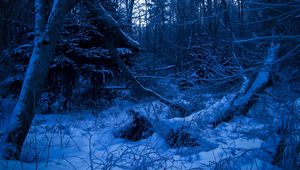 Preview wallpaper wood, twilight, evening, trees, snow