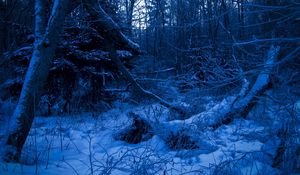 Preview wallpaper wood, twilight, evening, trees, snow