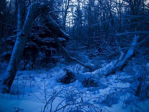 Preview wallpaper wood, twilight, evening, trees, snow