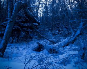 Preview wallpaper wood, twilight, evening, trees, snow