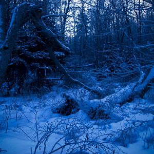 Preview wallpaper wood, twilight, evening, trees, snow