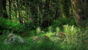 Preview wallpaper wood, vegetation, light, fern, grass, stone