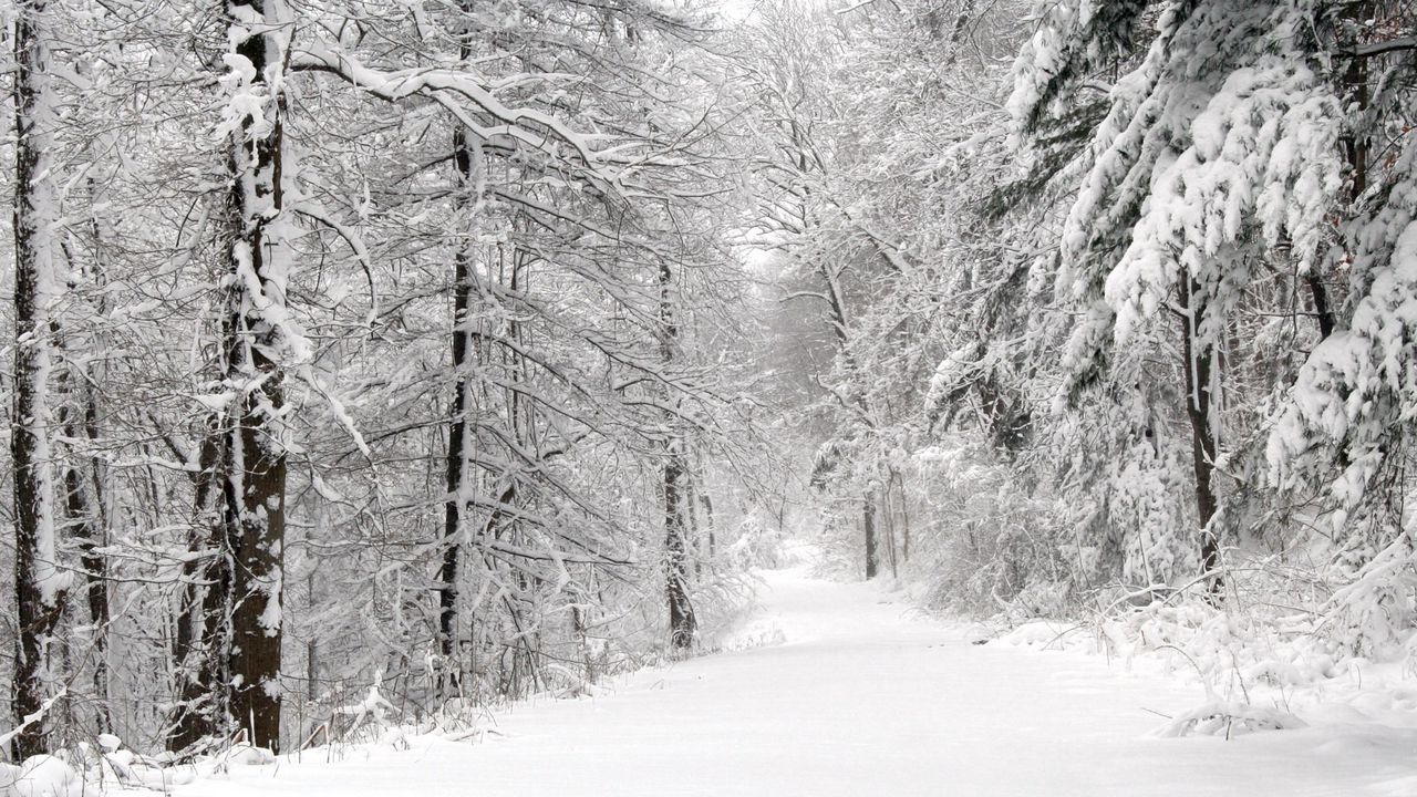 Wallpaper wood, winter, snow, trees, panorama, whiteness