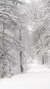 Preview wallpaper wood, winter, snow, trees, panorama, whiteness