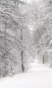 Preview wallpaper wood, winter, snow, trees, panorama, whiteness