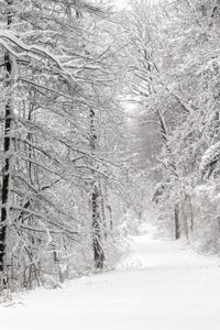 Preview wallpaper wood, winter, snow, trees, panorama, whiteness