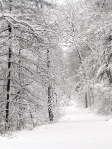 Preview wallpaper wood, winter, snow, trees, panorama, whiteness