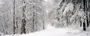 Preview wallpaper wood, winter, snow, trees, panorama, whiteness