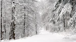 Preview wallpaper wood, winter, snow, trees, panorama, whiteness