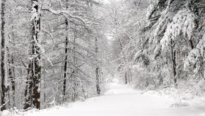 Preview wallpaper wood, winter, snow, trees, panorama, whiteness