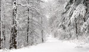 Preview wallpaper wood, winter, snow, trees, panorama, whiteness