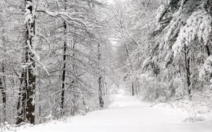 Preview wallpaper wood, winter, snow, trees, panorama, whiteness