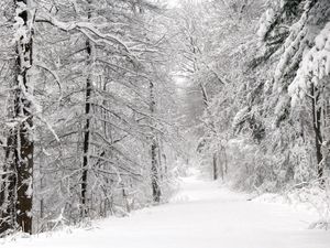 Preview wallpaper wood, winter, snow, trees, panorama, whiteness