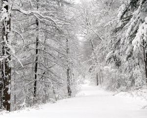 Preview wallpaper wood, winter, snow, trees, panorama, whiteness